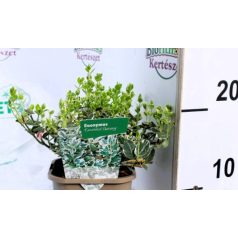   Fehértarka kúszó kecskerágó Euonymus Emerald Gaiety 11 cm cserép