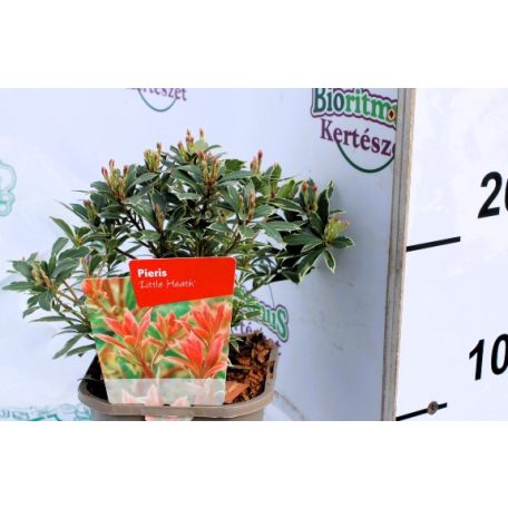 Pieris Little Heath 11 cm cserép
