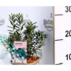 Tőzegrozmaring Andromeda Blue Lagoon 11 cm cserép