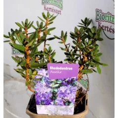   Örökzöld havasszépe törpe lila Rhododendron Azurika 11 cm cserép