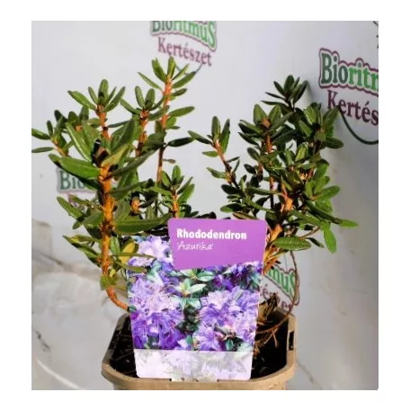Örökzöld havasszépe törpe lila Rhododendron Azurika 11 cm cserép