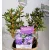 Örökzöld havasszépe törpe lila Rhododendron Azurika 11 cm cserép