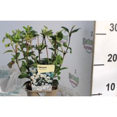 Örökzöld bangita Viburnum Eve Price 11 cm cserép
