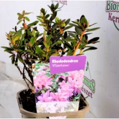 Örökzöld havasszépe Rhododendron Moerheim 11 cm cserép