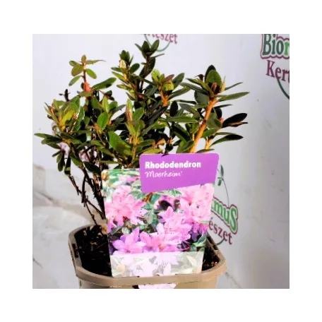 Örökzöld havasszépe Rhododendron Moerheim 11 cm cserép