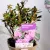 Örökzöld havasszépe Rhododendron Moerheim 11 cm cserép