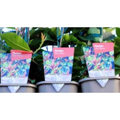 Korallberkenye Photinia × fraseri Red Robin 11 cm cserép