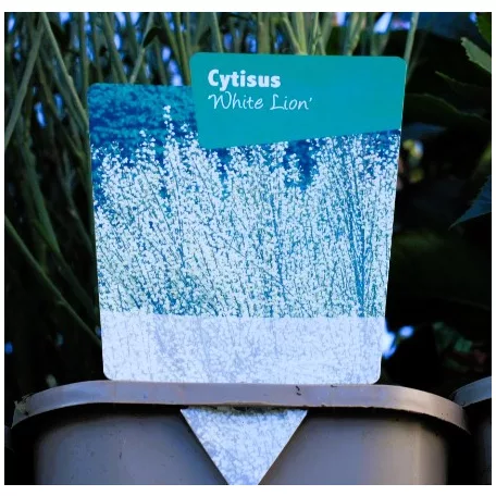 Cytisus White Lion 11 cm cserép