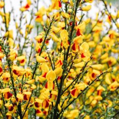 Cytisus Firefly 11 cm cserép