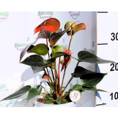 Flamingóvirág Anthurium Top in 5 var. 14 cm cserép