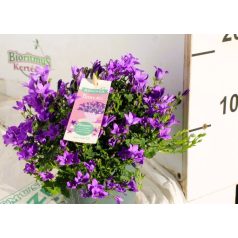 Harangvirág Campanula Ambella var.p.shelf 12 cm cser