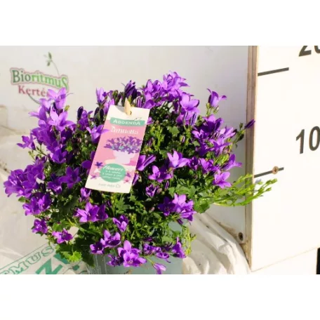 Harangvirág Campanula Ambella var.p.shelf 12 cm cser