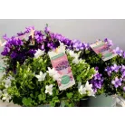 Harangvirág Campanula Ambella var.p.shelf 12 cm cser