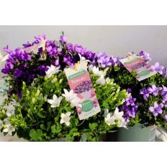 Harangvirág Campanula Ambella var.p.shelf 12 cm cser