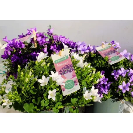 Harangvirág Campanula Ambella var.p.shelf 12 cm cser