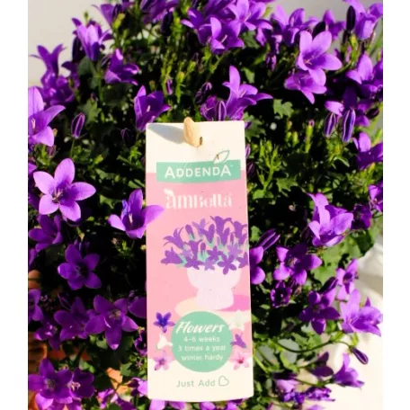 Harangvirág Campanula Ambella var.p.shelf 12 cm cser