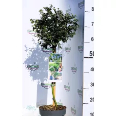  Terülő kék virágú táskavirág Ceanothus thyr. Repens 19 cm cserép
