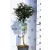 Terülő kék virágú táskavirág Ceanothus thyr. Repens 19 cm cserép