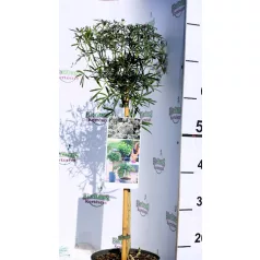   Mexikói narancsvirág Choisya tern. White Dazzler 19 cm cserép