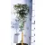 Mexikói narancsvirág Choisya tern. White Dazzler 19 cm cserép