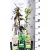 Kúszónövény mix Climbers in var. 15 cm cserép