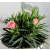 Szegfű, Kerti szegfű Dianthus I Love U 10,5 cm cserép
