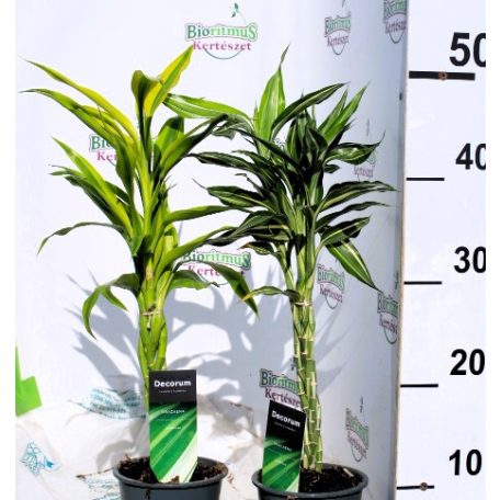 Szerencsebambusz Dracaena Sanderiana Braid Stem in var.12