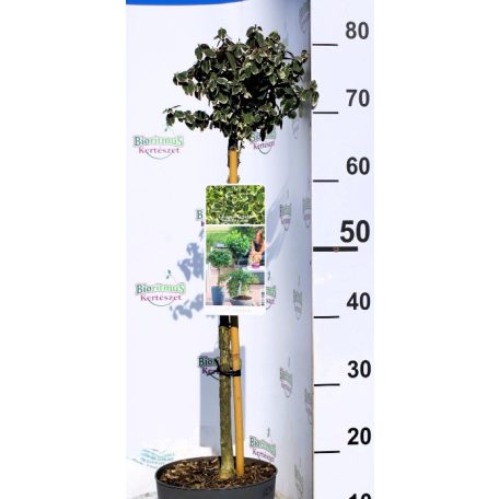 Fehértarka kúszó kecskerágó Euonymus f. Emerald 'n Gaiety 19 cm cseré