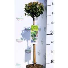   Arany kúszó kecskerágó Euonymus f.Emerald 'n Gold 19 cm cserép