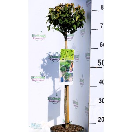 Arany kúszó kecskerágó Euonymus f.Emerald 'n Gold 19 cm cserép