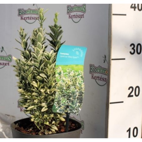 Tarka levelű, oszlopos kecskerágó Euonymus jap. White Spire 17 cm cserép
