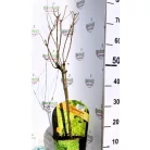 Bugás hortenzia válogatás Hydrangea Paniculata in var.17 cm cserép