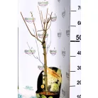 Bugás hortenzia válogatás Hydrangea Paniculata in var.17 cm cserép