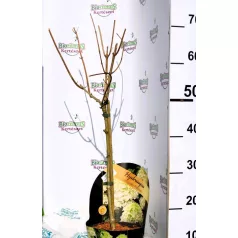   Bugás hortenzia válogatás Hydrangea Paniculata in var.17 cm cserép