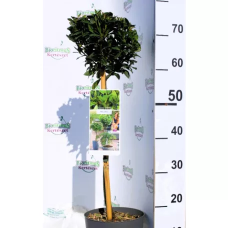 Fűszerbabér Laurus nobilis Bay Junior 19 cm cserép