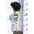 Fűszerbabér Laurus nobilis Bay Junior 19 cm cserép