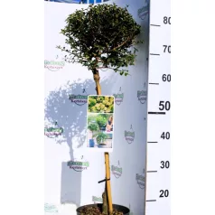   Aprólevelű vagy Kínai fagyal Ligustrum delavayanum 19 cm cserép