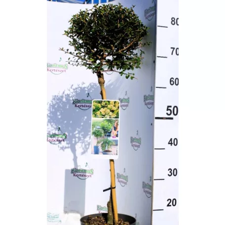 Aprólevelű vagy Kínai fagyal Ligustrum delavayanum 19 cm cserép