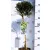 Aprólevelű vagy Kínai fagyal Ligustrum delavayanum 19 cm cserép