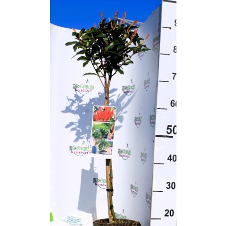 Korallberkenye Photinia x fraseri Carre Rouge 19 cm cserép