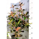Korallberkenye válogatás Photinia fras. in var.23 cm cserép