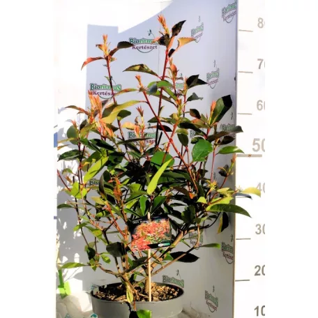 Korallberkenye válogatás Photinia fras. in var.23 cm cserép