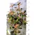 Korallberkenye válogatás Photinia fras. in var.23 cm cserép