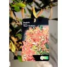 Korallberkenye válogatás Photinia fras. in var.23 cm cserép
