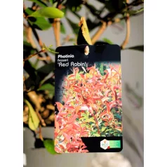   Korallberkenye válogatás Photinia fras. in var.23 cm cserép