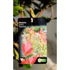 Korallberkenye válogatás Photinia fras. in var.23 cm cserép
