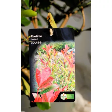 Korallberkenye válogatás Photinia fras. in var.23 cm cserép