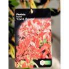 Korallberkenye válogatás Photinia fras. in var.23 cm cserép