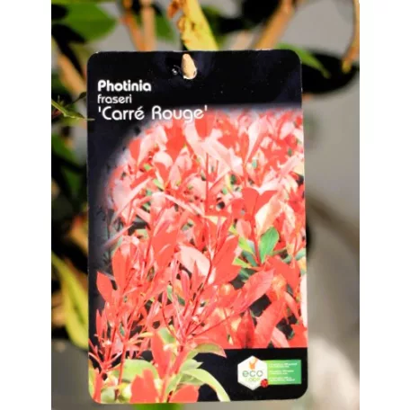 Korallberkenye válogatás Photinia fras. in var.23 cm cserép