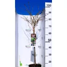 Csavarodó ágú díszcseresznye Prunus inc. Kojou-no-mai 19 cm cserép